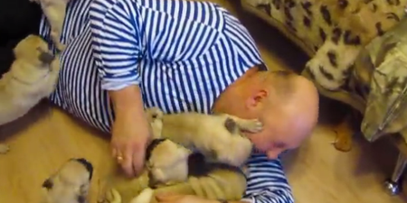 WATCH: Feeling The Monday Blues? This Pug Puppy Pile-Up Will Cheer You Up