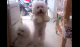 VIDEO: This Dog Dancing To Disco Music Wins The Internet…