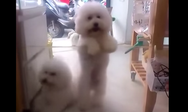 VIDEO: This Dog Dancing To Disco Music Wins The Internet…