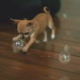 VIDEO: This Chihuahua Puppy Is EVERYTHING Right Now…