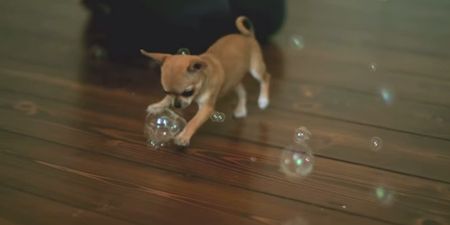 VIDEO: This Chihuahua Puppy Is EVERYTHING Right Now…