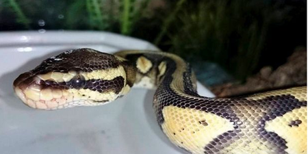TERRIFYING: Enormous Python Discovered in Family’s Bath Tub