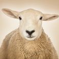 Ewe-niversity Student Admits To Having Sex With Sheep Because He Was “Stressed About Exams”