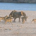 VIDEO: Amazing Scenes As Young Elephant Fends Off Attack from 14 Lions