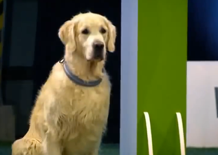 Epic Fail: Golden Retriever’s Adorably Awful Obedience Test