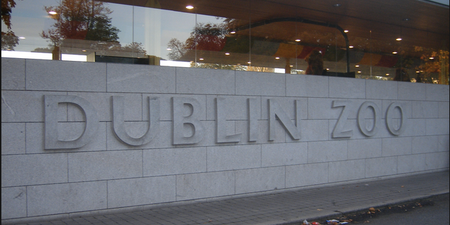 Irish Medical Journal Reveals The Horrifying Extent Of Injuries Sustained By Toddler Attacked At Dublin Zoo Last Year