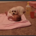 “Protect Your Sister”: Dog Rushes To Protect Tiny Tot From… A Hoover