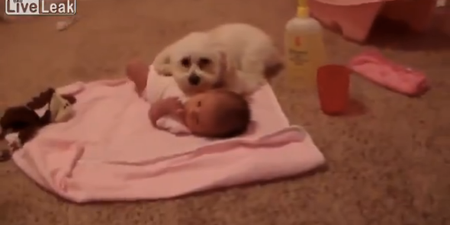 “Protect Your Sister”: Dog Rushes To Protect Tiny Tot From… A Hoover