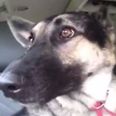 Ear, Ear! This Dog ‘Dancing’ to Flo Rida Will Make Your Day