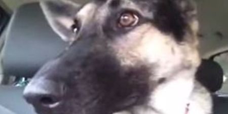 Ear, Ear! This Dog ‘Dancing’ to Flo Rida Will Make Your Day
