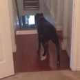 WATCH: This Dog Has A Fear Of Doors… Overcomes It By Moonwalking And Winning Our Hearts