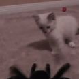 VIDEO: Kitten Reacts Exactly Like We Would To a Giant Spider