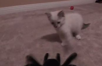 VIDEO: Kitten Reacts Exactly Like We Would To a Giant Spider