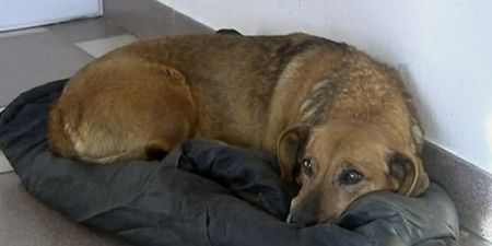 Dog Continues To Wait At Hospital Where Owner Died Over A Year Ago