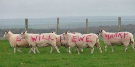 It’s Definitely a Ewe-nique Way Of Proposing Marriage…