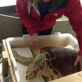 Leona The Turtle To Be Returned To The Wild After Aer Lingus Come To The Rescue