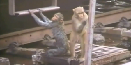 VIDEO: Watch as Monkey Saves Electrocuted Friend from Railway Lines