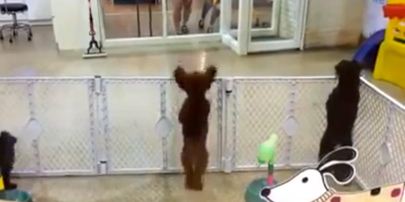 Video: Puppy Spots Its Owner, Result Is Too Cute to Handle