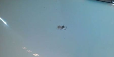 WATCH: What Happens When You Shout At A Spider