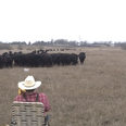My Trombone Playing Brings All The Cows To The Yard, Watch Farmer’s Bizarre Christmas Surprise