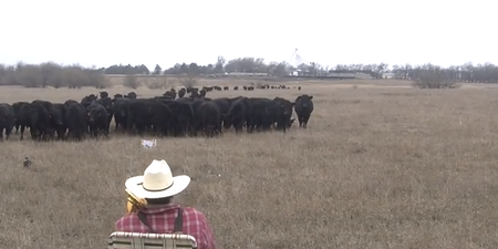 My Trombone Playing Brings All The Cows To The Yard, Watch Farmer’s Bizarre Christmas Surprise