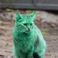Meet The Cat Who Accidentally Turned Its Coat Green