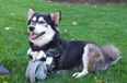 WATCH: Derby The Dog Just Started Sprinting Thanks To His Prosthetic Front Paws