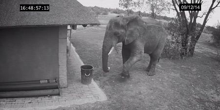 VIDEO: We Didn’t Think It Was Possible To Love Elephants Anymore…