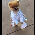 WATCH: The King Lives On – Jiff The Pomeranian Is Dressed As Elvis. This is EVERYTHING.