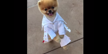 WATCH: The King Lives On – Jiff The Pomeranian Is Dressed As Elvis. This is EVERYTHING.