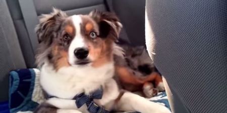MUST SEE: Adorable Puppy Shows His Love For Frozen Song