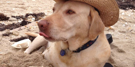 Strangers Send Thousands Of Dog Photos To Teen Cancer Patient To Lift His Spirits During Chemo
