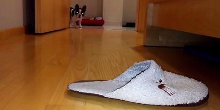 VIDEO: French Bulldog Puppy Loves To Steal Slippers