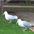 WATCH: These Irish Dancing Seagulls Will Make Your Day