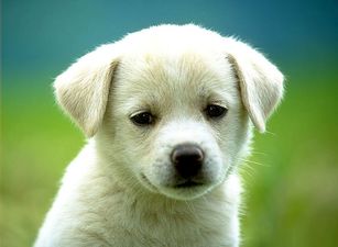 Scientists have found a very easy way to keep puppies happy