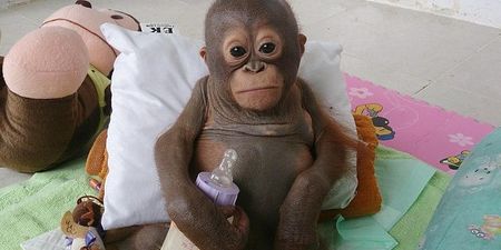 Baby Orangutan Rescued From Chicken Coop After Ten Months