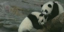 Adorable – World’s Only Giant Panda Triplets Celebrate Their Birthday