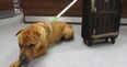 Dog Found Abandoned At Railway Station Gets His Own (Adopted) Happy Ending