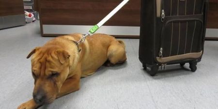 Dog Found Abandoned At Railway Station Gets His Own (Adopted) Happy Ending