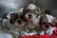 Over 100 Puppies Seized At Dublin Port By Animal Welfare Officers