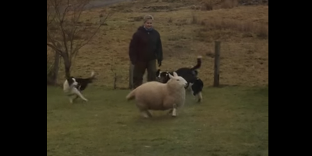 The Lamb Of Dog: Watch The Pet Lamb That Thinks It’s A Dog And Fill Your Life With Joy