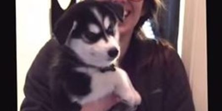 VIDEO: This ‘Talking’ Husky Is THE Cutest Thing Ever