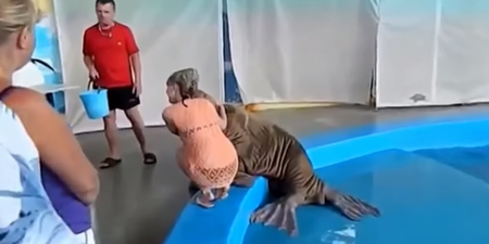 WATCH: Heavy Petting… This Walrus Just Slapped A Woman In A Playful Push