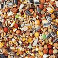 Seeds, Glorious Seeds: Here’s Why We Should Be Eating More Of Them