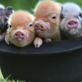 The Whole Hog! A Micro Pig Café Is Happening and Life is Great