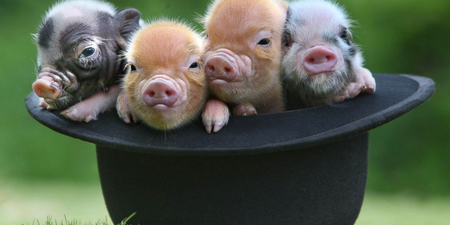 The Whole Hog! A Micro Pig Café Is Happening and Life is Great