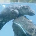 WATCH: San Diego Zoo Has Got A New Baby Hippo… And It’s Adorable!