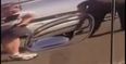 If You Don’t Like Spiders or Want to Get Into a Car Again, You Should Probably Avoid This Video