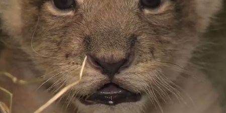 VIDEO: Cute Lion Cubs Being Mischievous