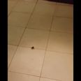 VIDEO: If You’re Afraid Of Spiders, Look Away Now…